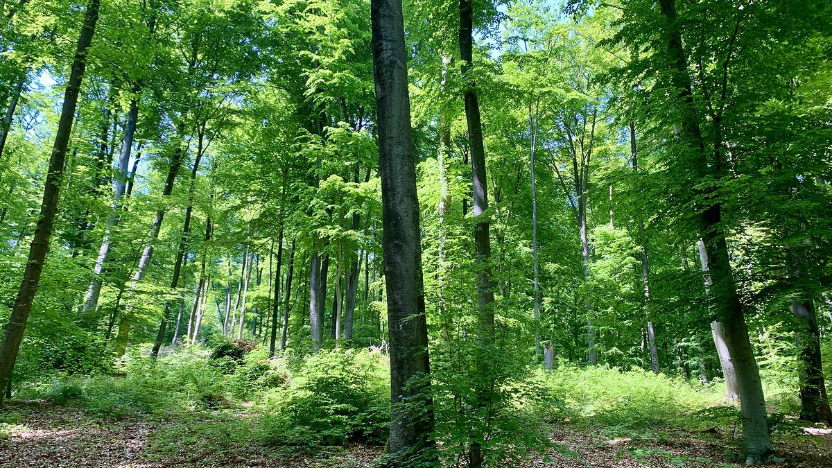 Balade en forêt 