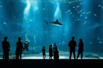Nausicaá Centre National De La Mer