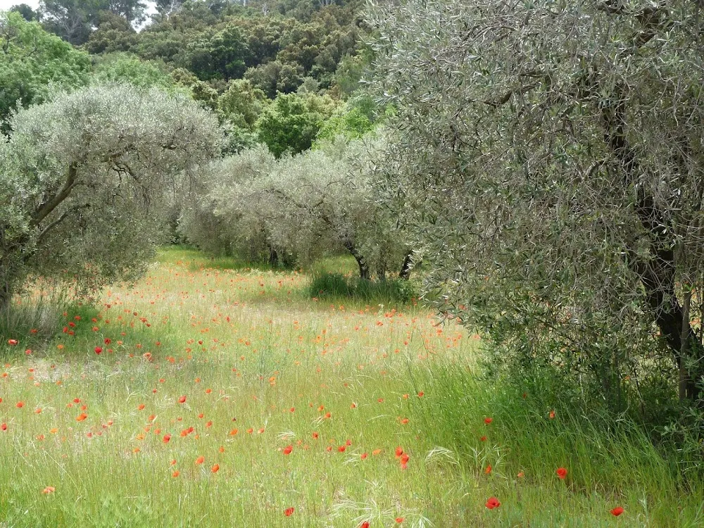 Parc naturel régional des Alpilles