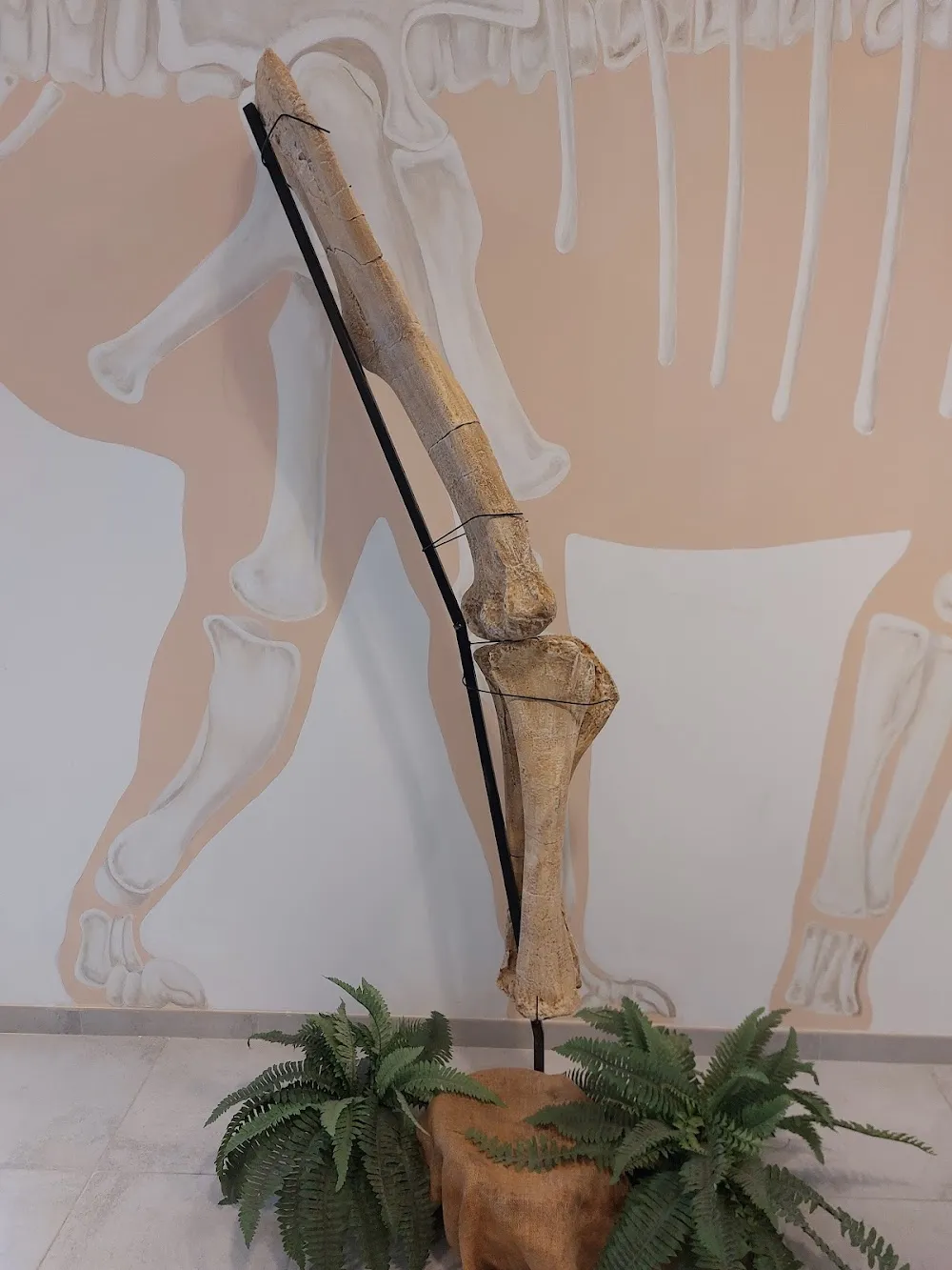 DinoFox Muséo