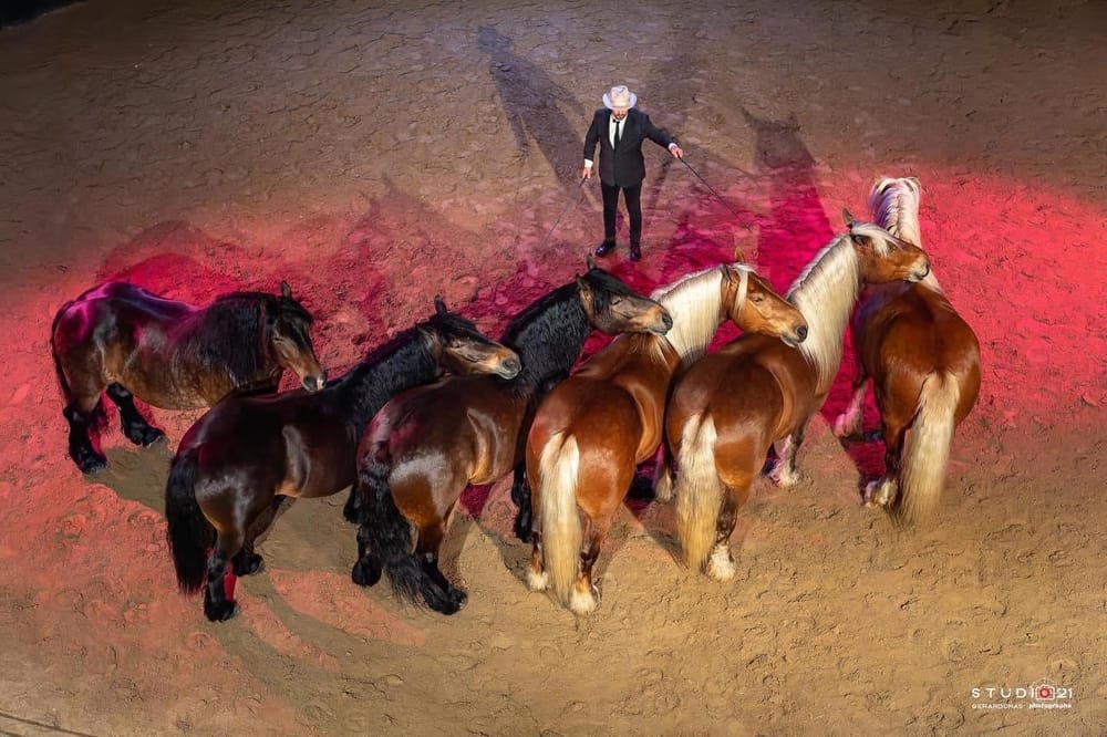 Spectacle équestre