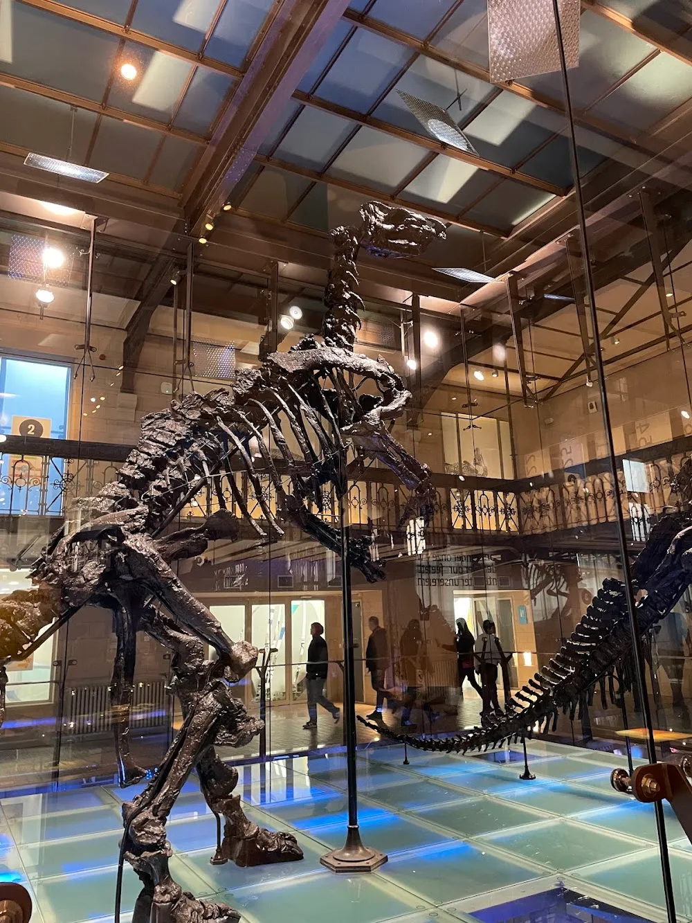 Institut royal des Sciences naturelles de Belgique