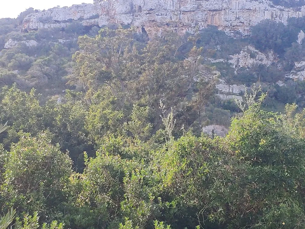 Pacaneros de S'Hort Squella