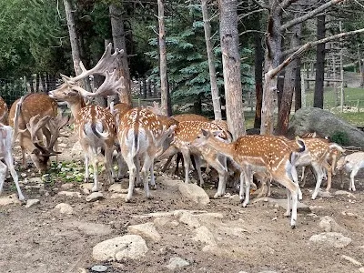 Parc Animalier des Angles en Capcir