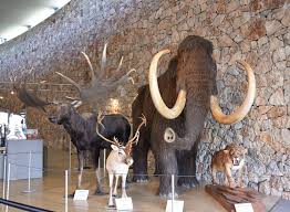 🦴 Musée de la Préhistoire (Quinson)