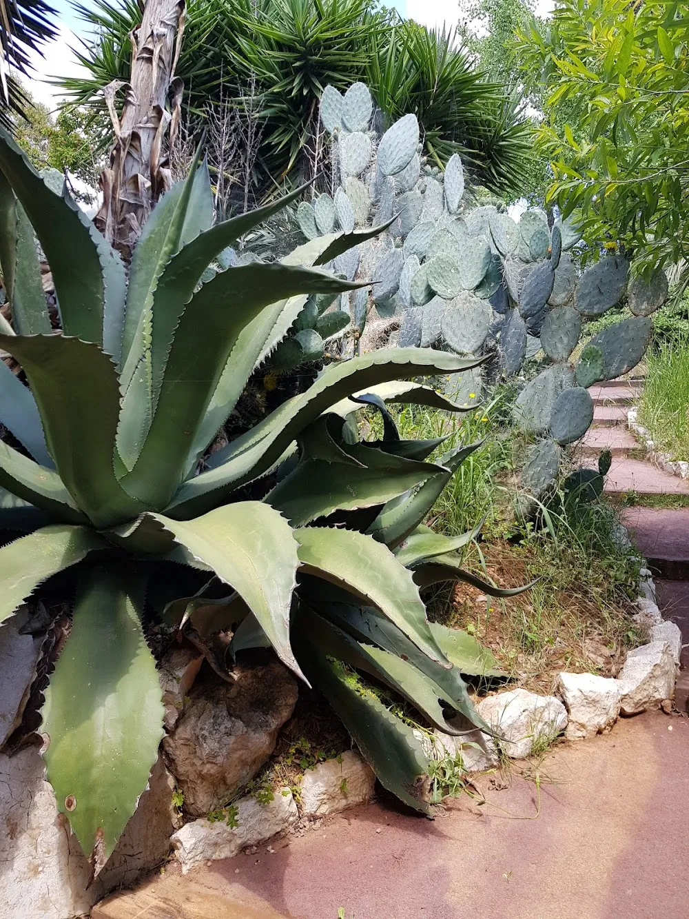 Jardin botanique de Nice