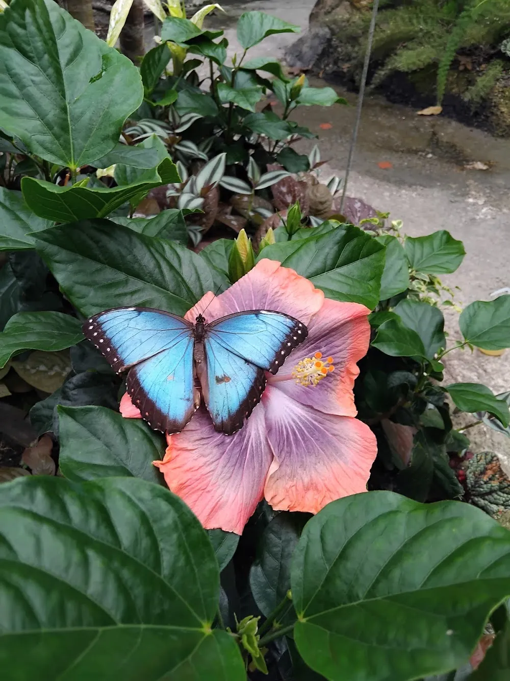 Jardin Botanique du Beau Pays