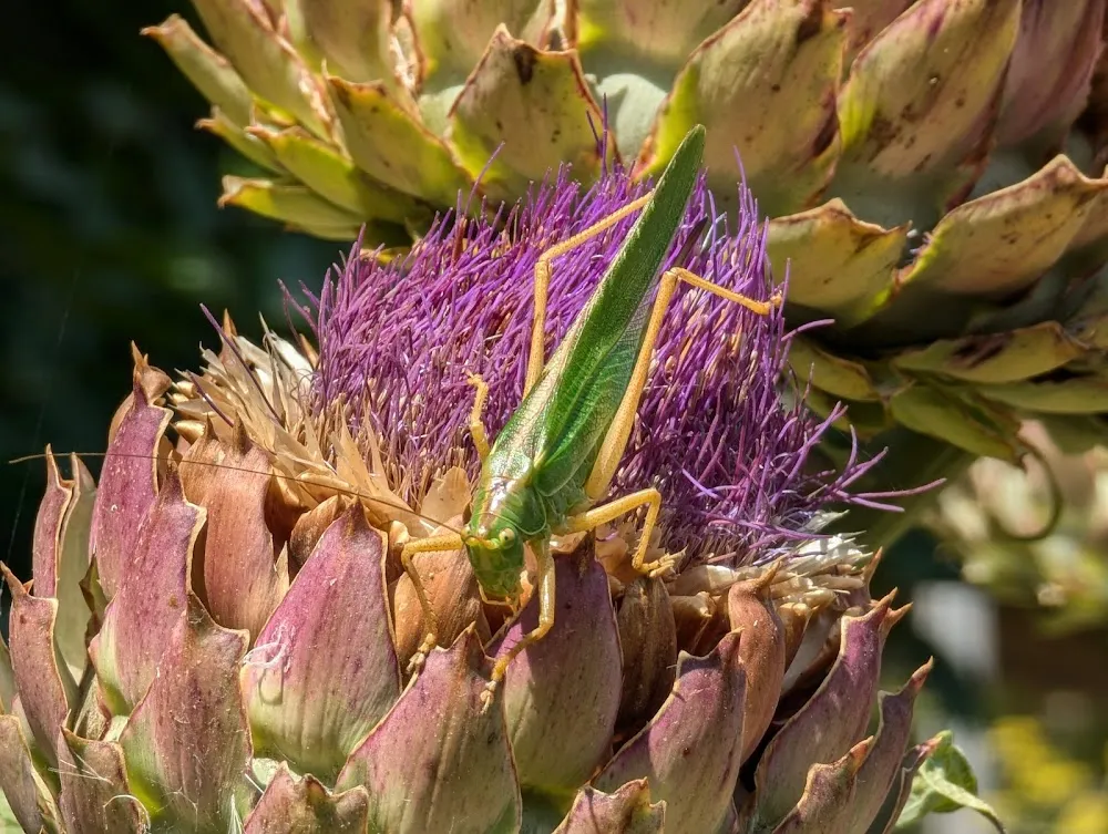 Jardin des plantes tinctoriales