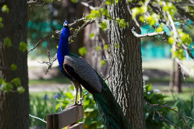 Jardin des plantes des Capellans