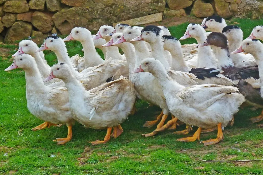 La Ferme Bidaud
