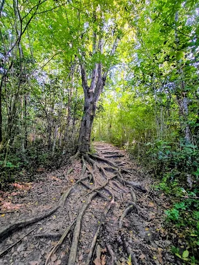 Forêt de Vatable