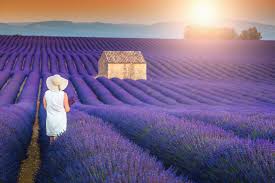 Plateau de Valensole