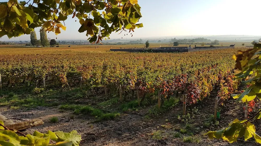 DOMAINE DU CLOS SAINT LOUIS
