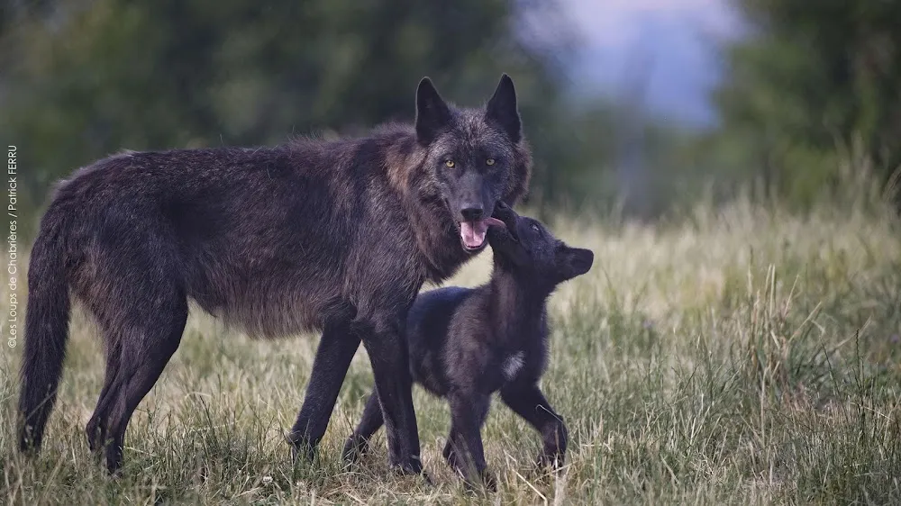 Parc Animalier des Monts de Guéret Les Loups de ChabriÚres